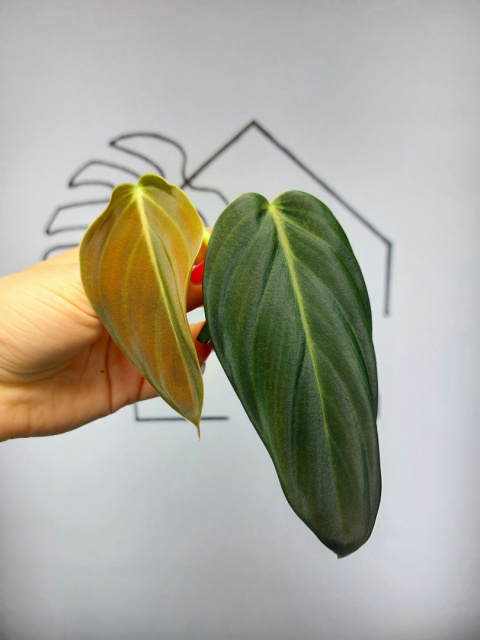 Philodendron Gigas | Szczyt 1