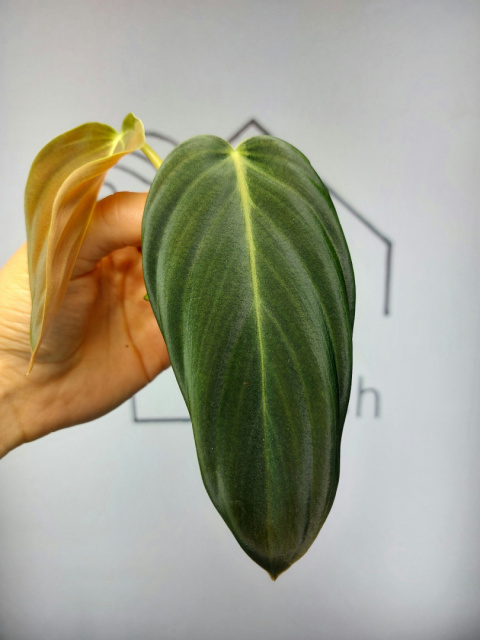 Philodendron Gigas | Szczyt 1