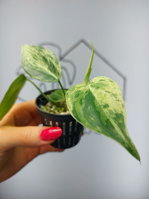 Philodendron Hederaceum var. Oxycardium Variegata | 10cm