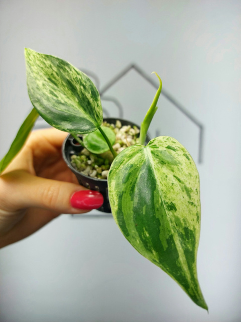 Philodendron Hederaceum var. Oxycardium Variegata | 10cm