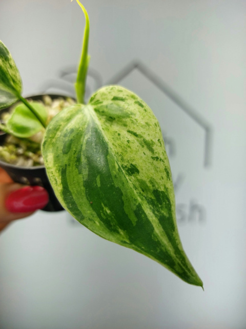 Philodendron Hederaceum var. Oxycardium Variegata | 10cm