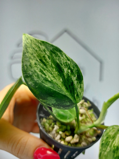 Philodendron Hederaceum var. Oxycardium Variegata | 10cm