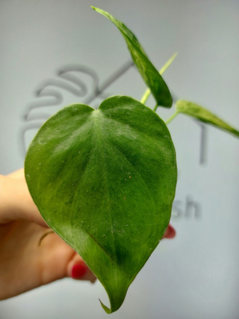 Philodendron Hederaceum var. Oxycardium Variegata | 10cm