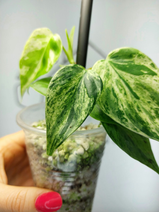 Philodendron Hederaceum var. Oxycardium Variegata | 20-25cm