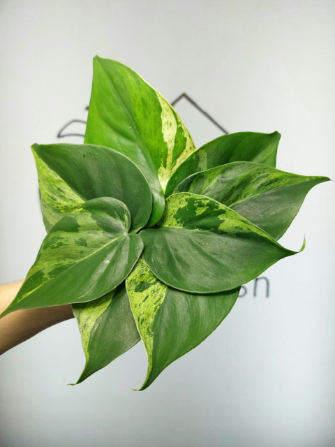 Philodendron Hederaceum var. Oxycardium Variegata | Pędówka