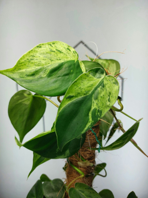 Philodendron Hederaceum var. Oxycardium Variegata | Sadzonka 1 | 45cm