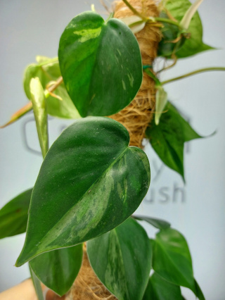 Philodendron Hederaceum var. Oxycardium Variegata | Sadzonka 1 | 45cm