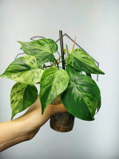 Philodendron Hederaceum var. Oxycardium Variegata | Sadzonka 2 | 25cm