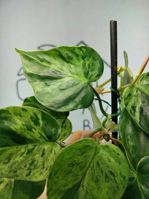 Philodendron Hederaceum var. Oxycardium Variegata | Sadzonka 2 | 25cm