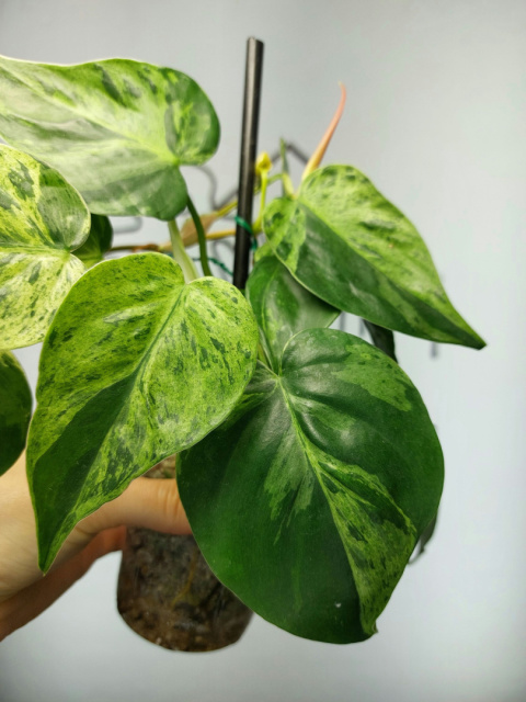 Philodendron Hederaceum var. Oxycardium Variegata | Sadzonka 2 | 25cm