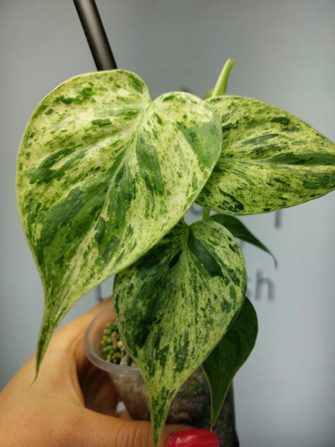 Philodendron Hederaceum var. Oxycardium Variegata | Sadzonka 3 | 20cm