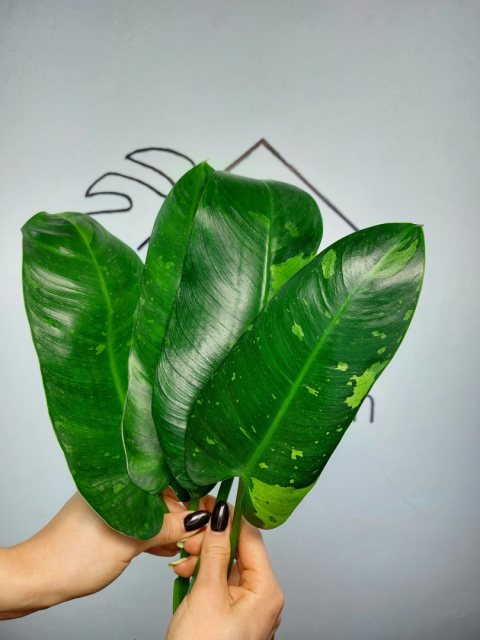 Philodendron Jose Buono | Pędówka XL