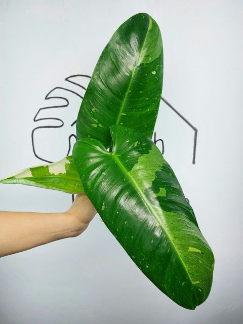 Philodendron Jose Buono | Szczyt 1