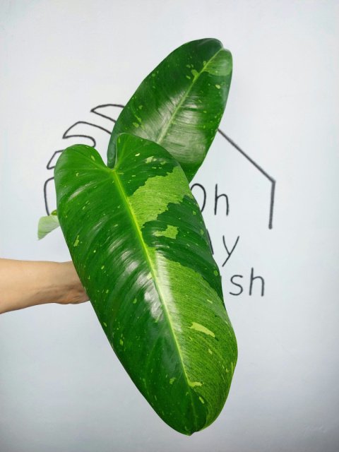 Philodendron Jose Buono | Szczyt 1