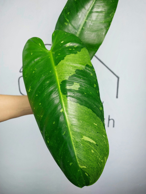 Philodendron Jose Buono | Szczyt 1