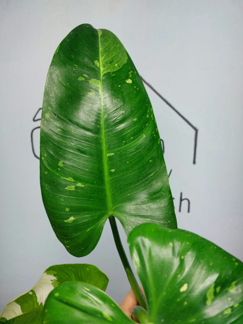 Philodendron Jose Buono | Szczyt 1