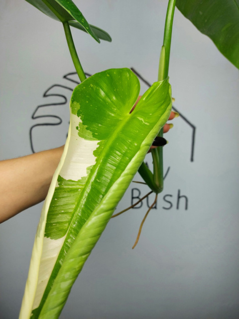 Philodendron Jose Buono | Szczyt 1