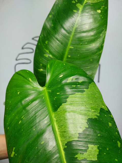 Philodendron Jose Buono | Szczyt 1