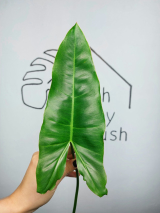 Philodendron Paraiso Verde | Pędówka