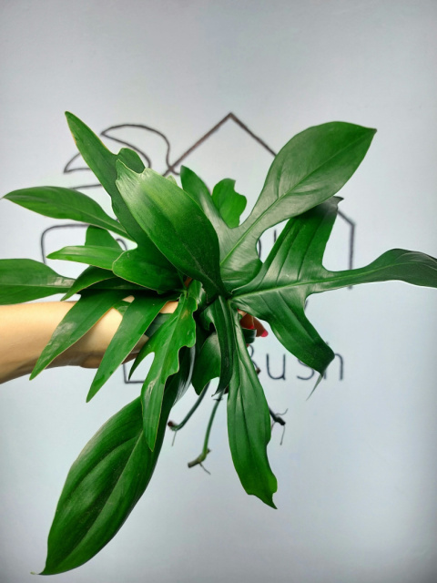 Philodendron Pedatum Glad Hands | Pędówka