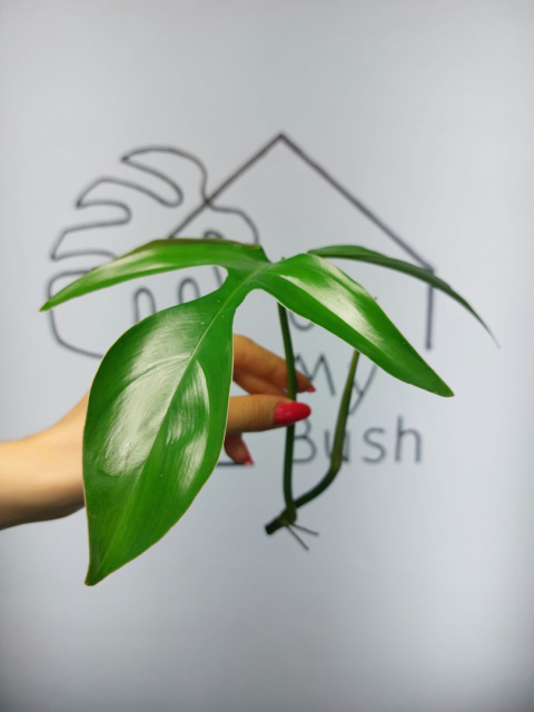 Philodendron Pedatum Glad Hands | Szczyt