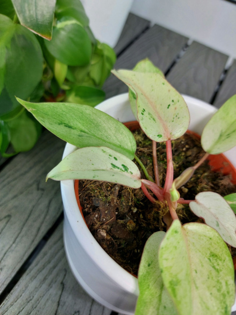 Philodendron Snowdrift | Sadzonka 1 | 15cm