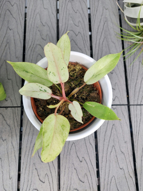 Philodendron Snowdrift | Sadzonka 1 | 15cm