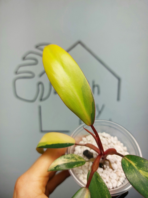 Philodendron Strawberry Shake | 10-15cm