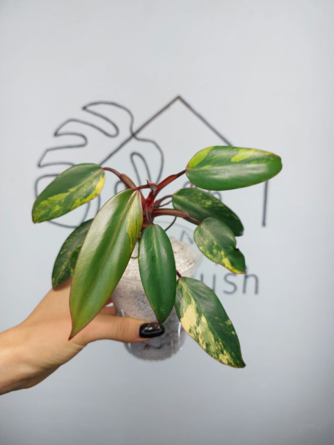 Philodendron Strawberry Shake | 20-25cm
