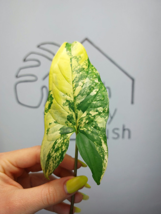 Syngonium Aurea Yellow Variegata | Pędówka mocno wybarwiona