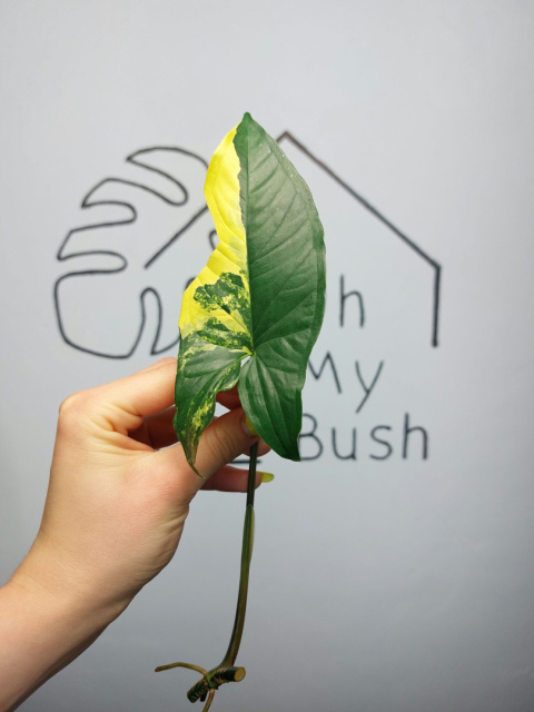 Syngonium Aurea Yellow Variegata | Pędówka z uszkodzeniem