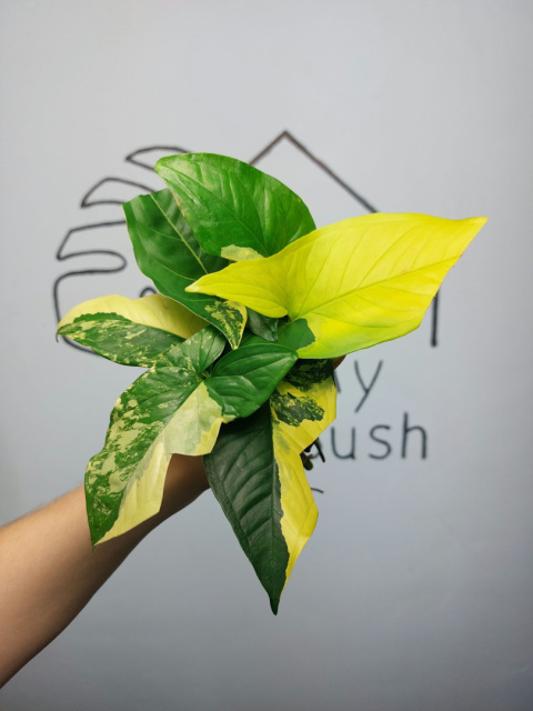 Syngonium Aurea Yellow Variegata | Pędówka z uszkodzeniem