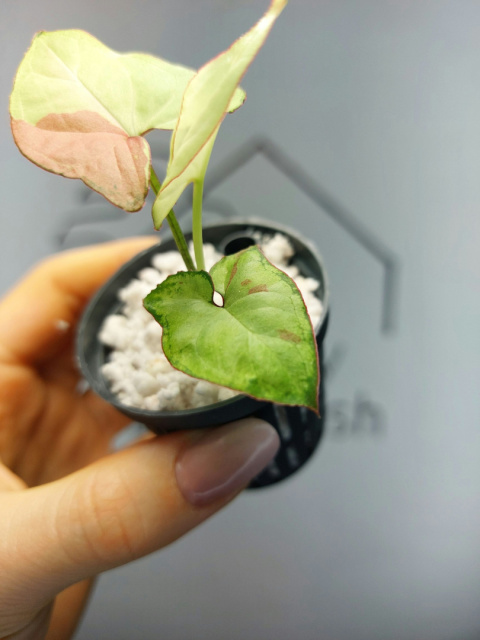 Syngonium Strawberry Milk | 10-15cm