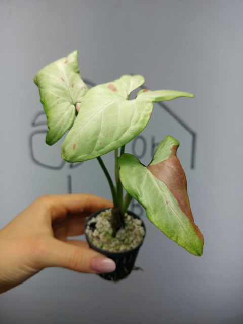 Syngonium Strawberry Milk | 15-20cm