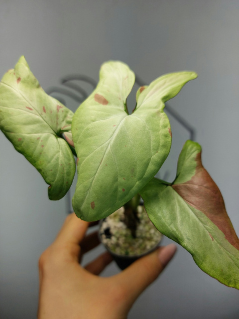 Syngonium Strawberry Milk | 15-20cm