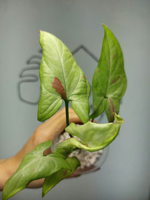 Syngonium Strawberry Milk | 20-25cm