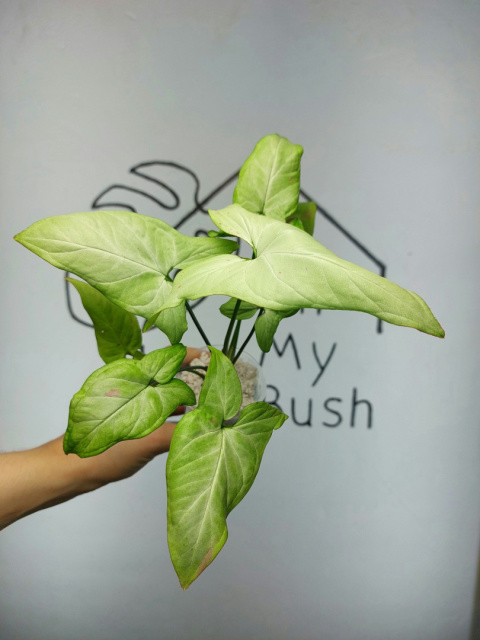 Syngonium Strawberry Milk | 25-30cm