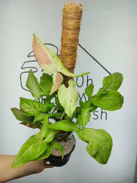 Syngonium Strawberry Milk | 50-55cm