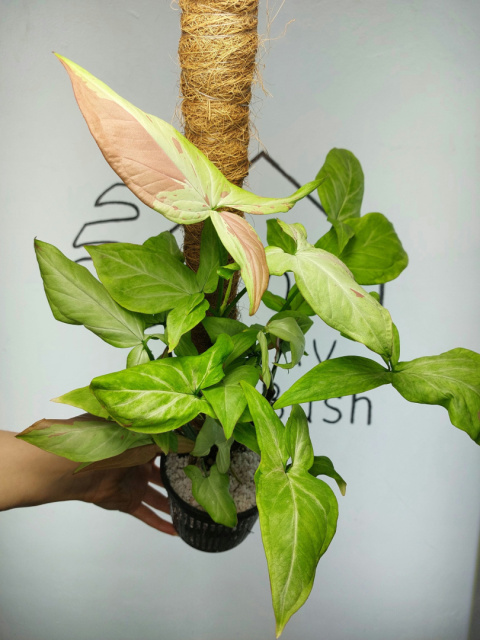 Syngonium Strawberry Milk | 50-55cm