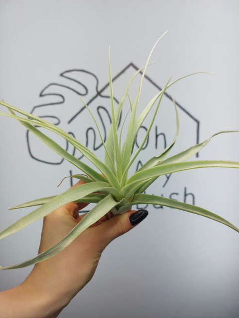 Tillandsia Capitata Peach Green XL Oplątwa