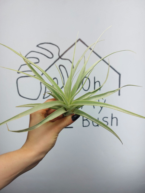 Tillandsia Capitata Peach Green XL Oplątwa