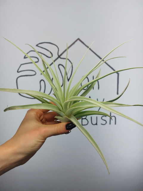 Tillandsia Capitata Peach Green XL Oplątwa