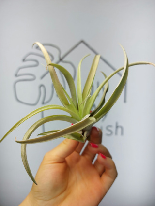 Tillandsia Capitata Peach Red  XL Oplątwa