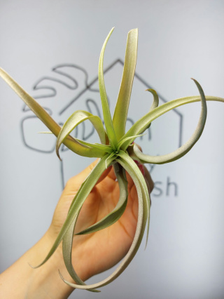 Tillandsia Capitata Peach Red  XL Oplątwa