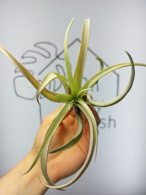 Tillandsia Capitata Peach Red Oplątwa XL