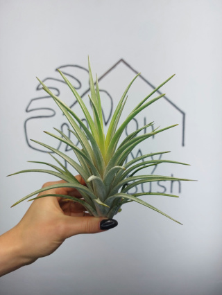 Tillandsia Fasciculata XL Oplątwa