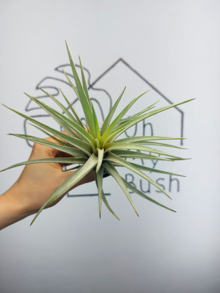 Tillandsia Fasciculata XXL Oplątwa