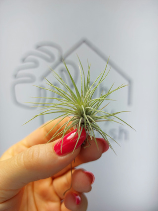 Tillandsia Funckiana Oplątwa MINI