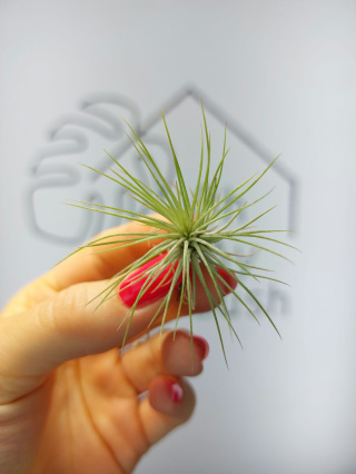 Tillandsia Funckiana Oplątwa MINI