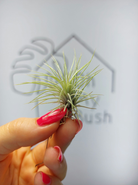 Tillandsia Funckiana Oplątwa MINI